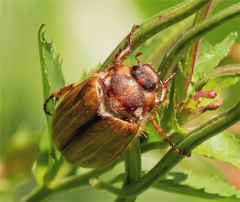 Junikäfer ähneln den Maikäfern, sind aber deutlich kleiner. Foto: Paulin