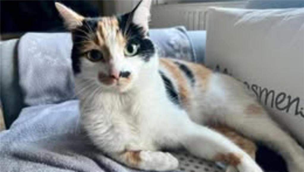 Juttas Katze Nala ist drei Jahre alt.