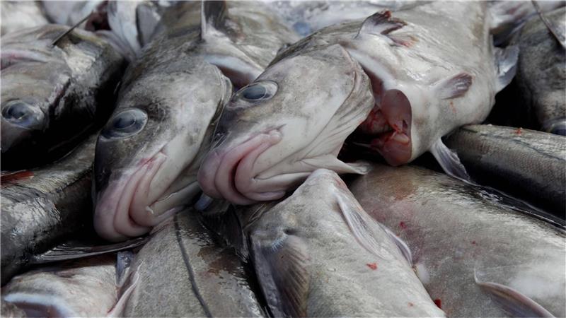 Kabeljau wird vorwiegend in norwegischen Gewässern gefangen. Doch eine Einigung zwischen EU und Norwegen steht weiterhin aus. Foto: imago