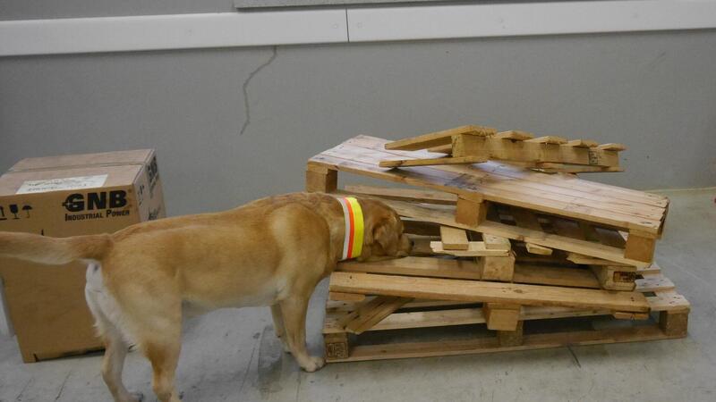 Giftspinnen auf Schiff: Welche Krabbler noch als blinde Passagiere einreisen Käfer-Spürhund Otto im Einsatz: Er schnüffelt nach Käfern, die in Palettenholz stecken könnten.