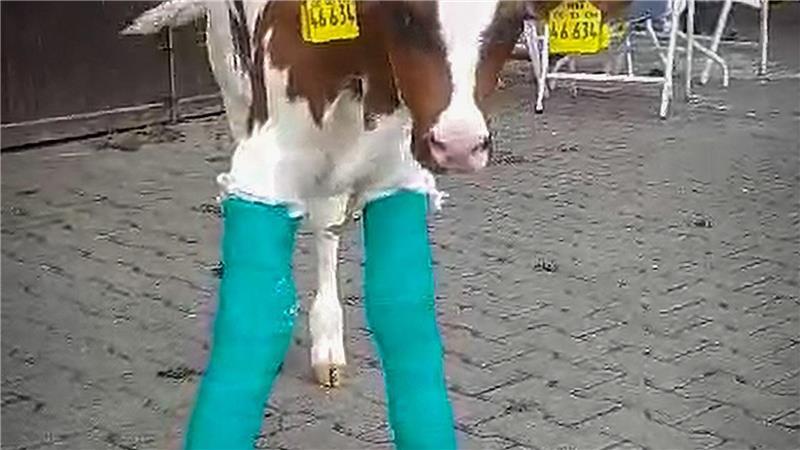 Kälbchen Hugo mit eingegipsten Beinen.