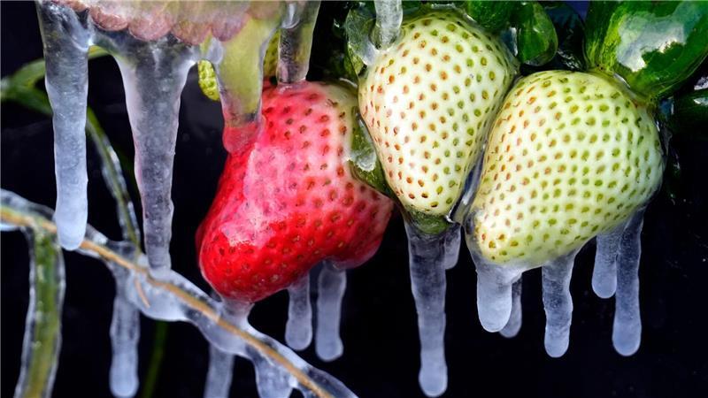 Kälte in den USA: Eiszapfen hängen an Erdbeeren auf einem Feld in Florida.