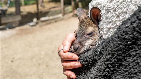 Känguru Elli schaut aus dem Pulli von Tierpark-Chefin Nicole Hoffmeister. Sie zieht das verwaiste Jungtier groß.