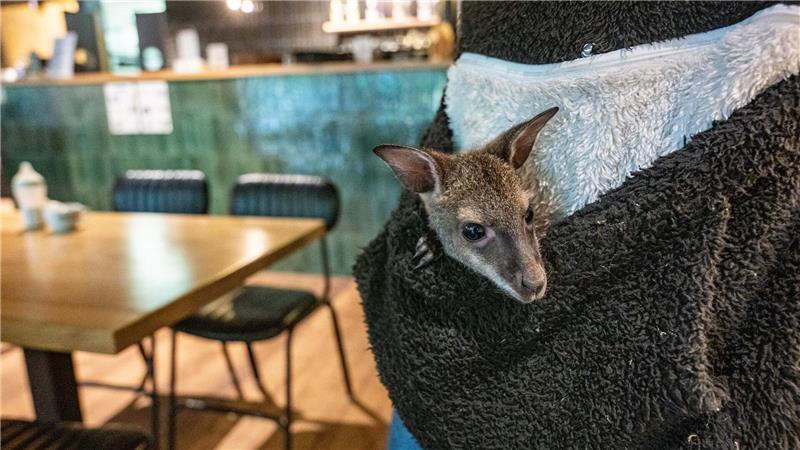 Känguru-Baby im Pulli - Tierpark-Chefin als Ersatz-Mama Känguru-Jungtier Elli guckt neugierig aus der Pullover-Tasche.
