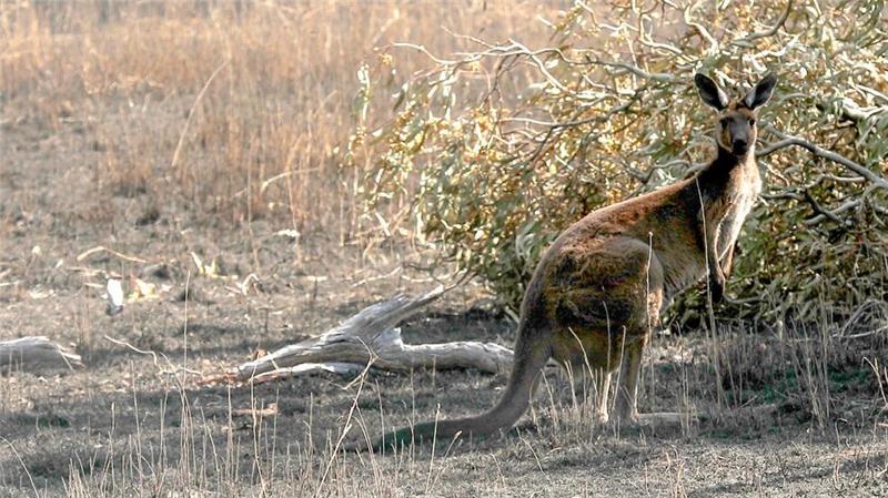 Kängurus sind ein beliebtes Fotomotiv - sie können aber auch sehr aggressiv werden. (Symbolbild)