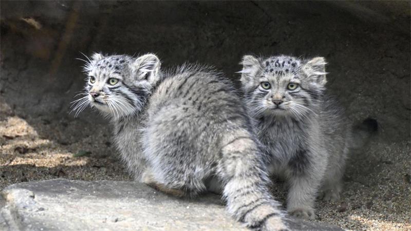 Kätzchen eines Manul, auch Pallaskatze genannt, werden in Japan zum ersten Mal seit ihrer Geburt der Presse vorgestellt. 