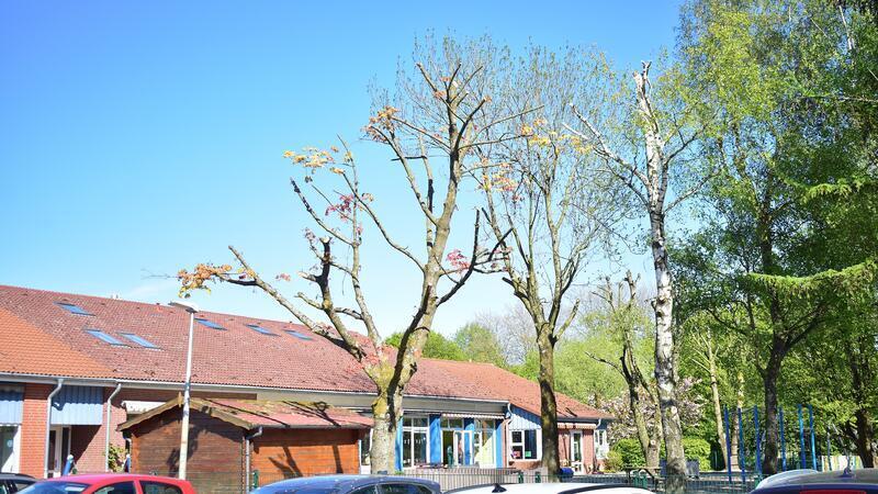 Kahle Kronen: Werner Meincke sieht Baumfrevel an der DRK-Kindertagesstätte An der Este in Estebrügge.