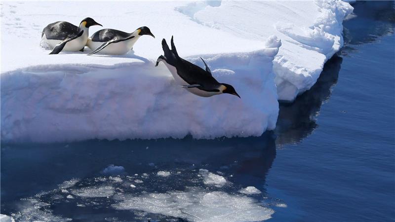 Forscher: Antarktis vor einem Kipppunkt – Pinguine bedroht Kaiserpinguine brauchen stabiles Meereis für ihre Brut - aber wegen des Klimawandels bricht dieses immer früher weg. (Archivbild)