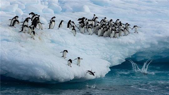 Kaiserpinguine im Weddellmeer.