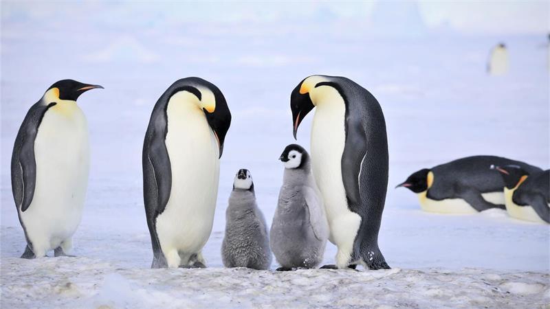 Kaiserpinguine mit Küken. 