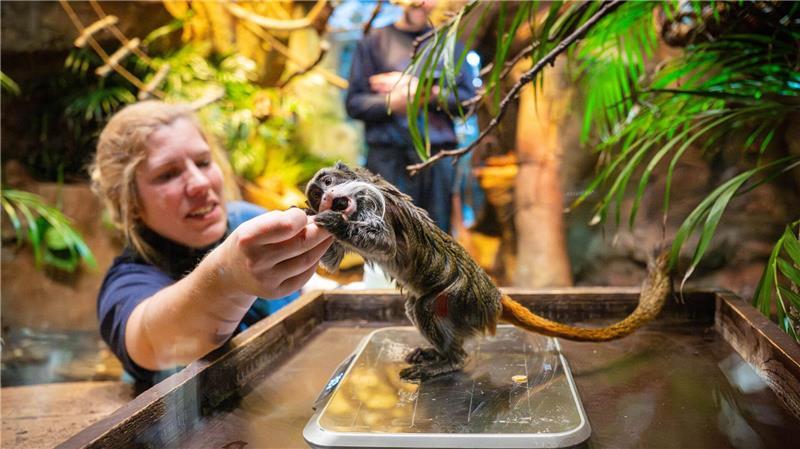 Kaiserschnurrbarttamarin zur Inventur im Zoo am Meer in Bremen