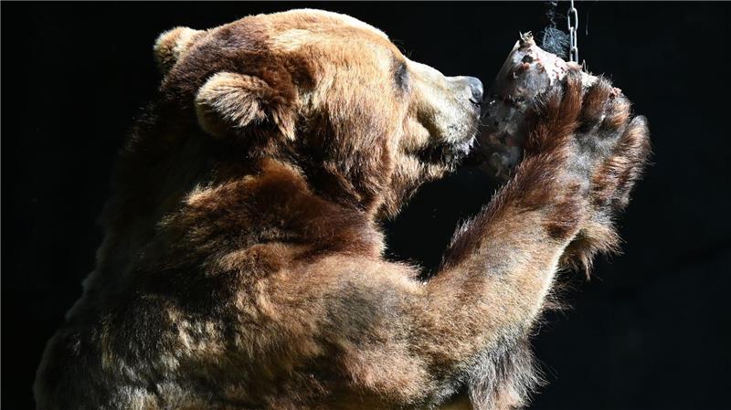 Kamtschatka-Bär Leonid kaut an einer Eisbombe mit Fischfüllung.