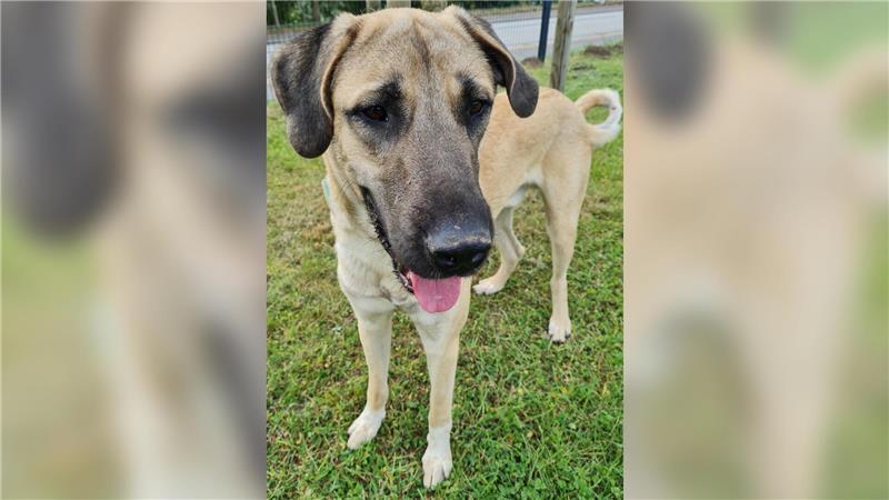 Kangal-Hunde sind große, robuste Herdenschutzhunde aus der Türkei, die vor allem durch ihre Wachsamkeit und Stärke auffallen.