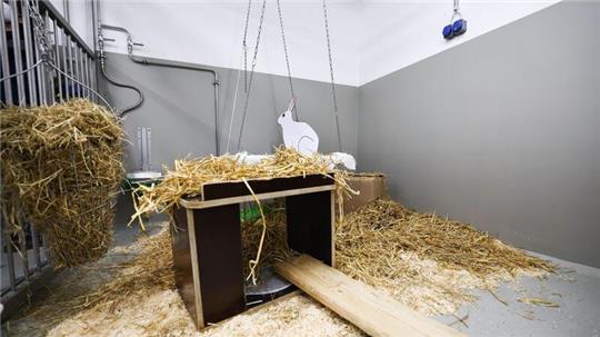 Kaninchen gehören nach Mäusen, Fischen und Ratten zu den häufigsten Versuchstieren.