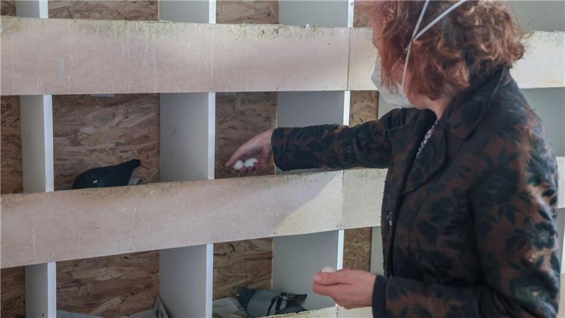 Karola Bultmann vom Verein Bremer Taubenhaus kümmert sich um die Stadttauben.