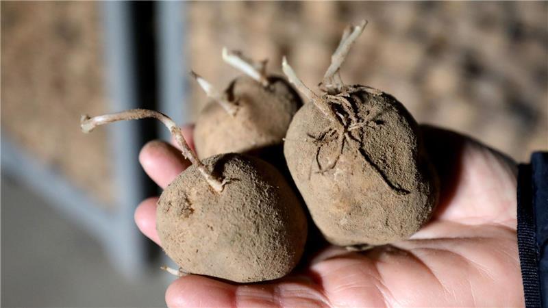 Kartoffeln sind besonders hitzeempfindlich. (Archivbild)
