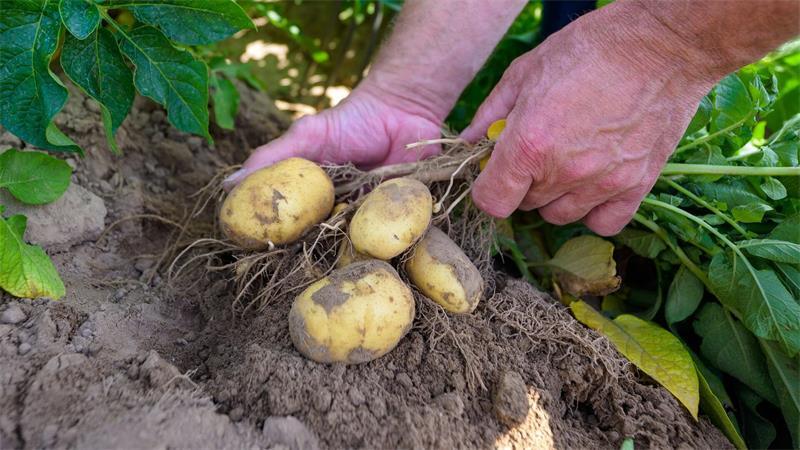 Kartoffelpflanzen werden auf einem Versuchsfeld kontrolliert.