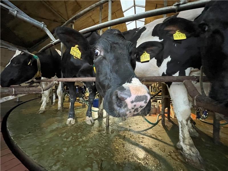 Karussell fahren im Melkstand? Für die Milchkühe der Robohms ist das Alltag. Entspannt stehen sie auf der drehenden Plattform. Fotos: Ahrens