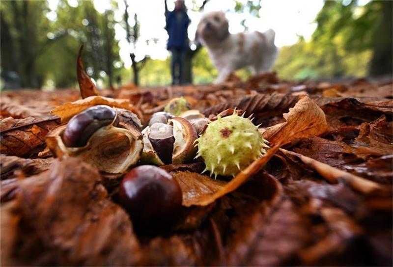 Darmverschluss – Kastanien sind kein Hundespielzeug Kastanien sind für Hunde kein geeignetes Spielzeug. Bei Verschlucken können sie zum Darmverschluss führen. Foto: dpa/pa