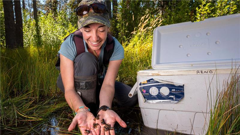 Kate Belleville vom California Department of Fish and Wildlife hält winzige Frösche in ihren Händen.