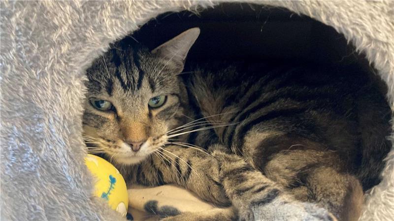 Kleine Notfelle - warum Straßenkatzen so leiden Kater Ben im Tierheim „Katzenparadies“ Neustrelitz.