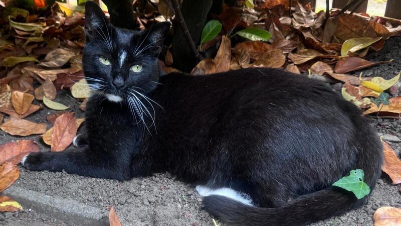 Rottweiler-Attacke: Hund beißt Kater zu Tode Kater Jackie wurde von einem Hund totgebissen, während die Hundehalterin zugesehen haben soll.
