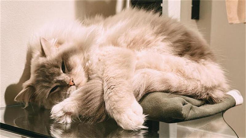 Menü mit Miau: Im Katzentempel treffen Samtpfoten auf Kulinarik Kater Jürgen entspannt sich auch beim größten Besucherandrang.