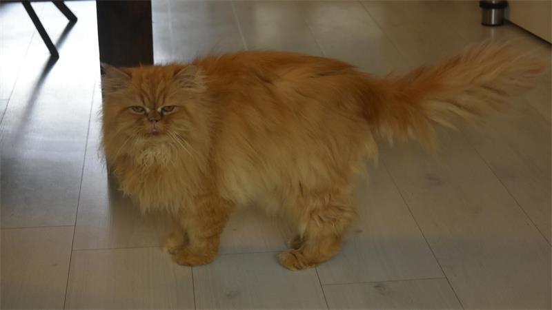Kater Kuddi wohnt jetzt bei Sonja Plorin.