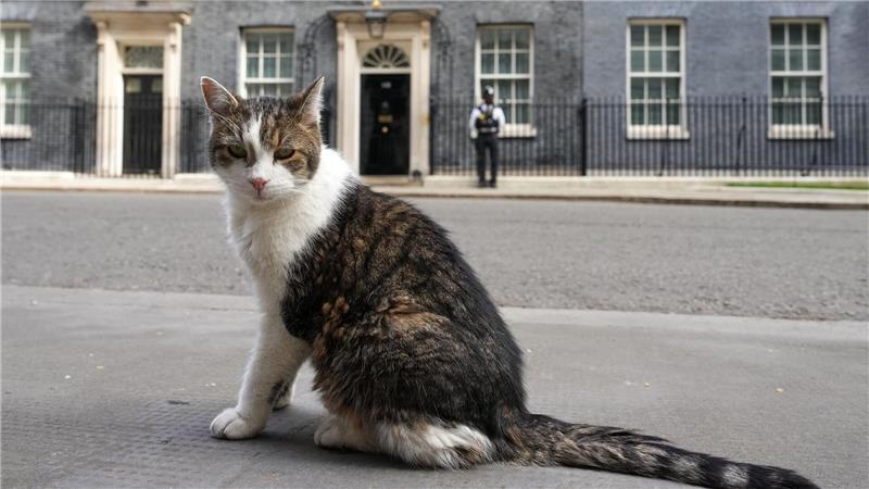 Kater Larry, „Oberster britischer Mäusejäger“, sitzt nach den Kommunalwahlen gegenüber von Downing Street 10 in London.