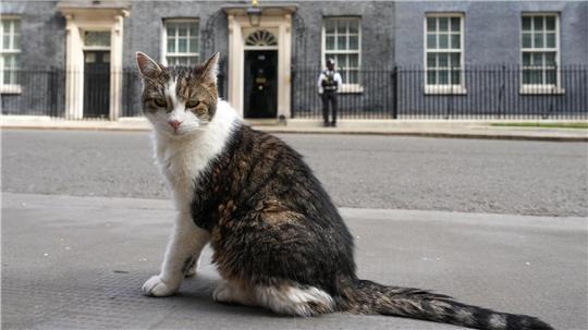 Kater Larry, „Oberster britischer Mäusejäger“, sitzt nach den Kommunalwahlen gegenüber von Downing Street 10 in London.
