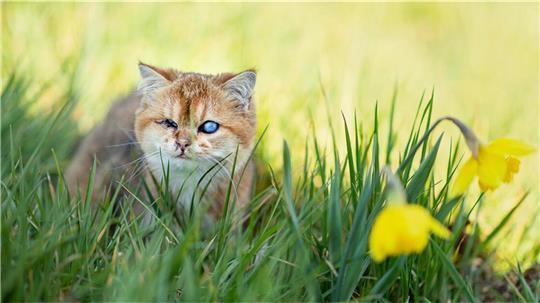 Kater Oculus genießt den Frühling im Gras – zwischen leuchtend gelben Narzissen.