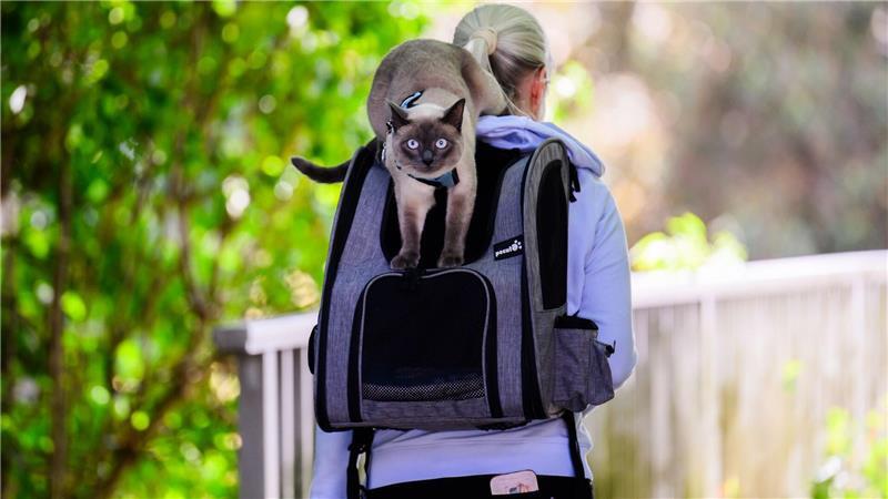 Bilder des Tages Kater „Pumpkin“ wird von seinem „Frauchen“ im nidersächschen Laatzen auf einem Rucksack spazieren getragen. Die sonst im Haus gehaltene Katze kann so ein bisschen Frischluft schnuppern.