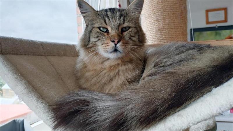 Kater Sören aus Hesedorf ist nach über fünf Jahren etwa zehn Kilometer von seinem Zuhause gefunden worden.