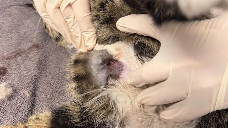 Kater Teddy bei der „Obduktion“: Eine Tierärztin untersuchte das Tier äußerlich.