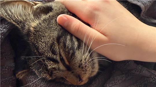 Kater Teddy ist tot. Zum Abschiednehmen legen die Kinder der Familie die Hand auf sein Fell.