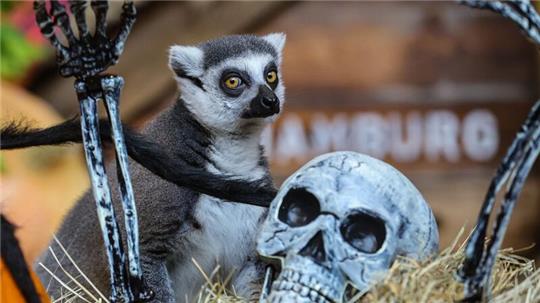 Kattas erkunden die Halloweendekoration im Tropen-Aquarium Hagenbeck in Hamburg.