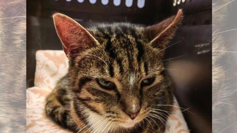 Angeschossen, gequält und zu Tode getreten: Mehr Fälle von Katzenhass Katze Bijou hat schlimme Erfahrungen gemacht: Sie wurde mit einer Schrotflinte angeschossen. Nun hat sie ein neues Zuhause gefunden.