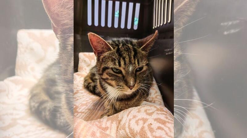 Tierschützer entsetzt: Katze „mit Schrotflinte angeschossen“ Katze Bijou soll mit einer Schrotflinte angeschossen worden sein.