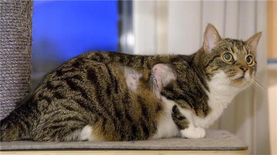 Katze Neelix ist noch sichtlich gezeichnet von den Folgen der Schussverletzung.
