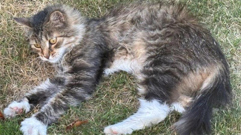 Katze Rosalie liegt in Buxtehude im Garten gemütlich im Gras.