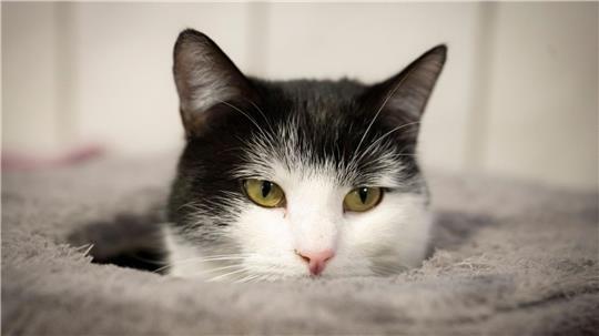 Katze Shila zieht voraussichtlich nach Schweden.