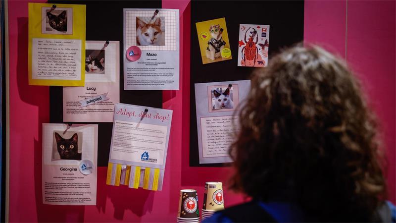Von Kultkatzen bis Samtpfoten – Ein „Catwalk“ durchs Museum Katzen aus dem Bremer Tierheim suchen ein neues Zuhause.