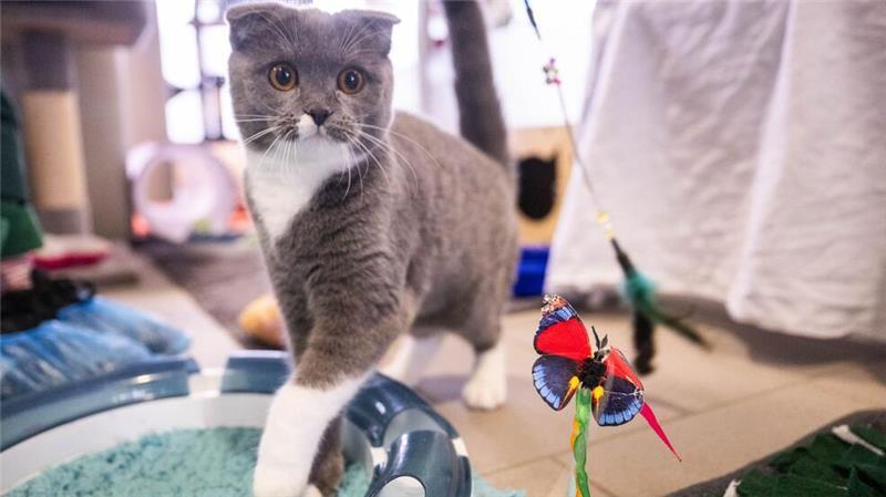 Kranke Modekatzen - Der Preis der Niedlichkeit Katzen der Rasse Scottish Fold - die geknickten Ohren sind für sie typisch - gelten als Qualzuchten.