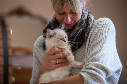 Katzen schnurren nicht nur, wenn es ihnen gut geht.  Foto: Christin Klose/dpa-tmn