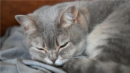 Katzen sind nach wie vor das beliebteste Haustier in Deutschland. (Archivbild)