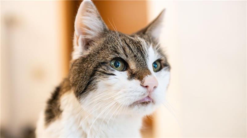 Amsterdam will Rettungstreppen für Katzen bauen Katzen sollen auch in Amsterdam sicher wieder nach Hause kommen. (Symbolbild)