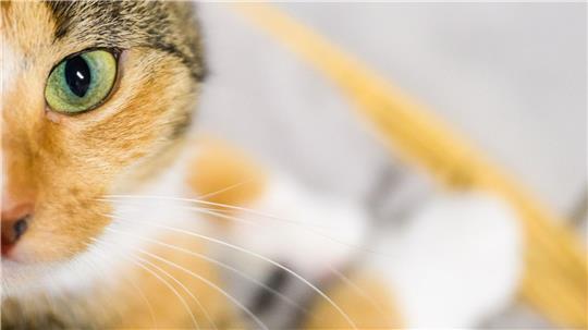 Katzenbesitzer sollen der Wissenschaft helfen: Mit Handyvideos ihrer Lieblinge. (Symbolbild)