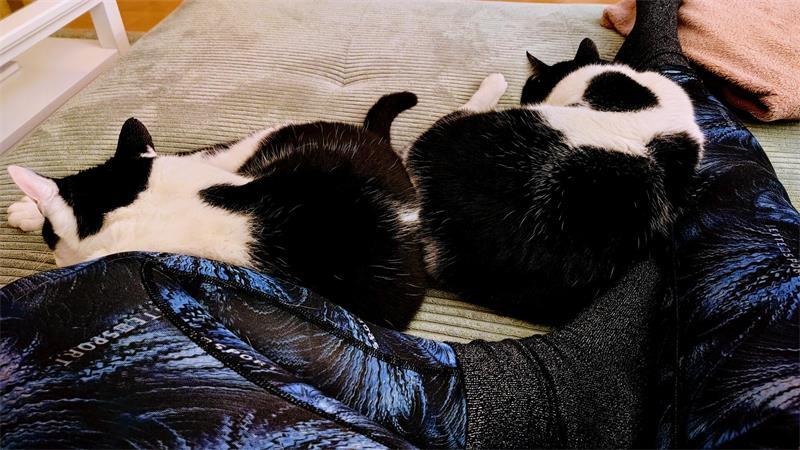 Katzenglück auf dem Sofa.