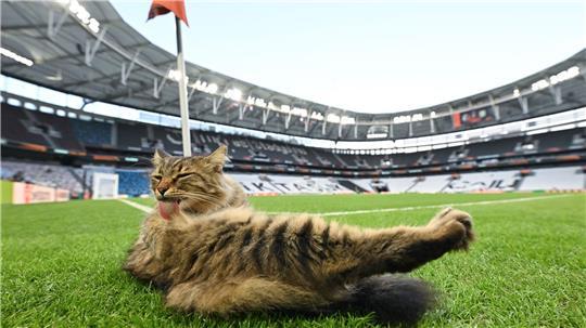Katzenwäsche vor dem Finale