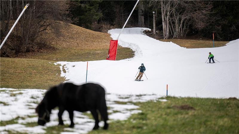Kaum Schnee in der Schweiz: Zwergpony Ellie grast im Grünen vor einer Talabfahrt aus Kunstschnee in Graubünden .